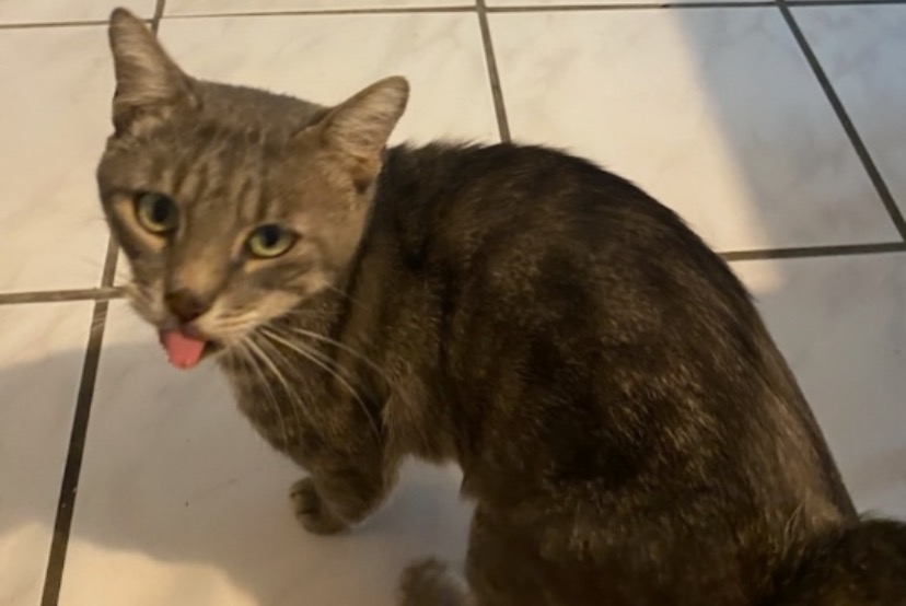 Alerte Découverte Chat Mâle , 3 ans Saint-Chamond France