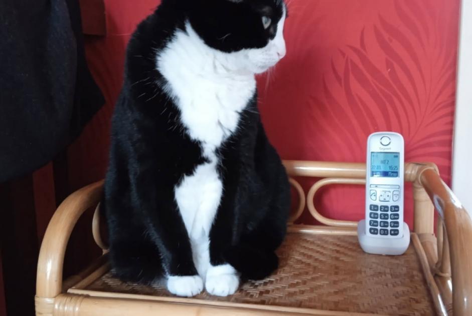 Alerte Disparition Chat  Femelle , 9 ans Cherbourg-en-Cotentin France