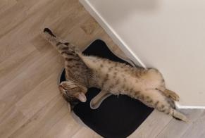 Alerte Disparition Chat Mâle , 1 ans Tours France