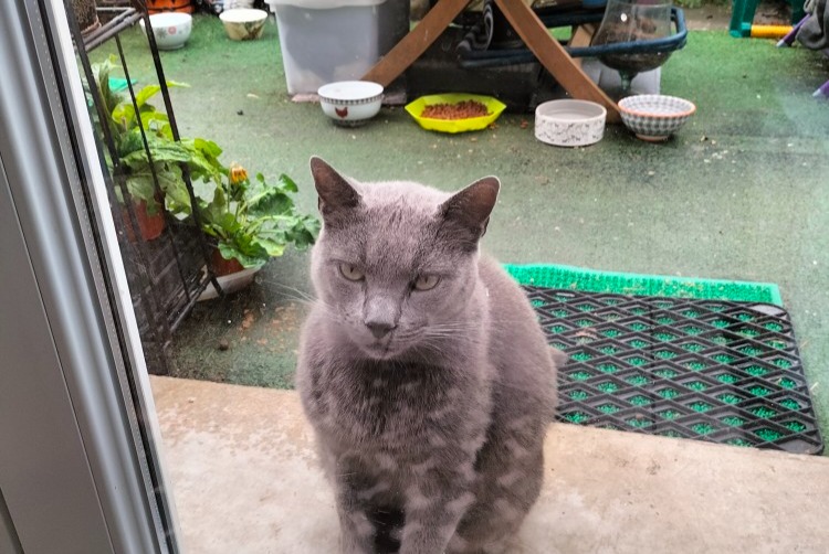Alerte Découverte Chat Femelle Mons-en-Barœul France