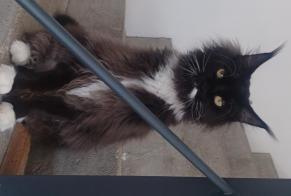 Alerte Disparition Chat  Mâle , 3 ans Saint-Hilaire-de-Brens France