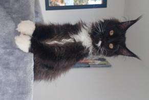 Alerte Disparition Chat  Mâle , 3 ans Saint-Hilaire-de-Brens France