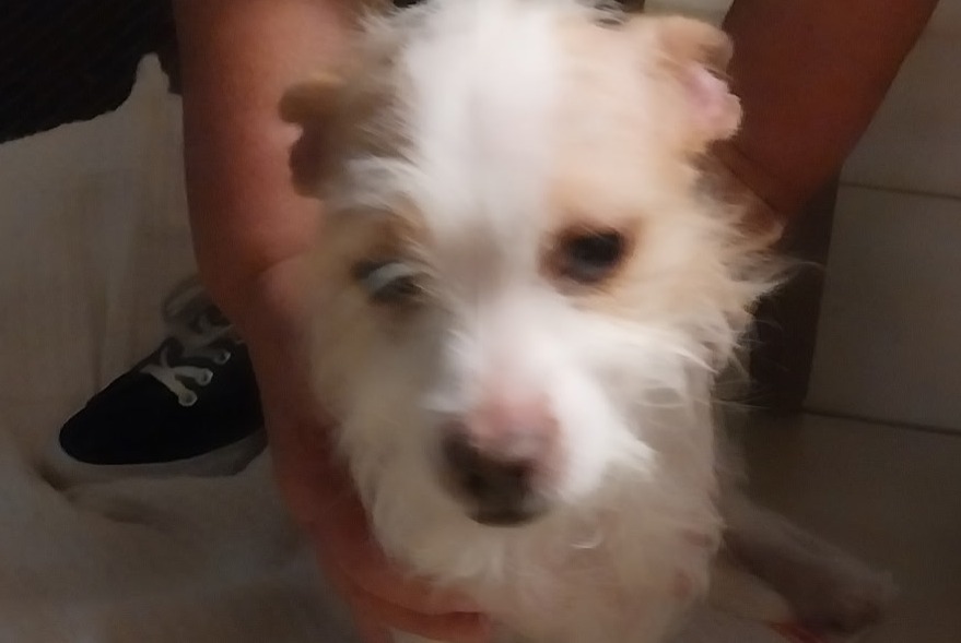 Alerte Découverte Chien Mâle Buxerolles France