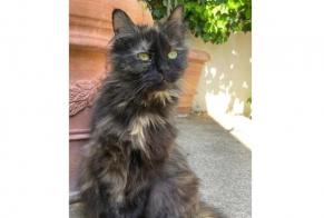 Alerte Disparition Chat Femelle , 4 ans Vitry-sur-Seine France