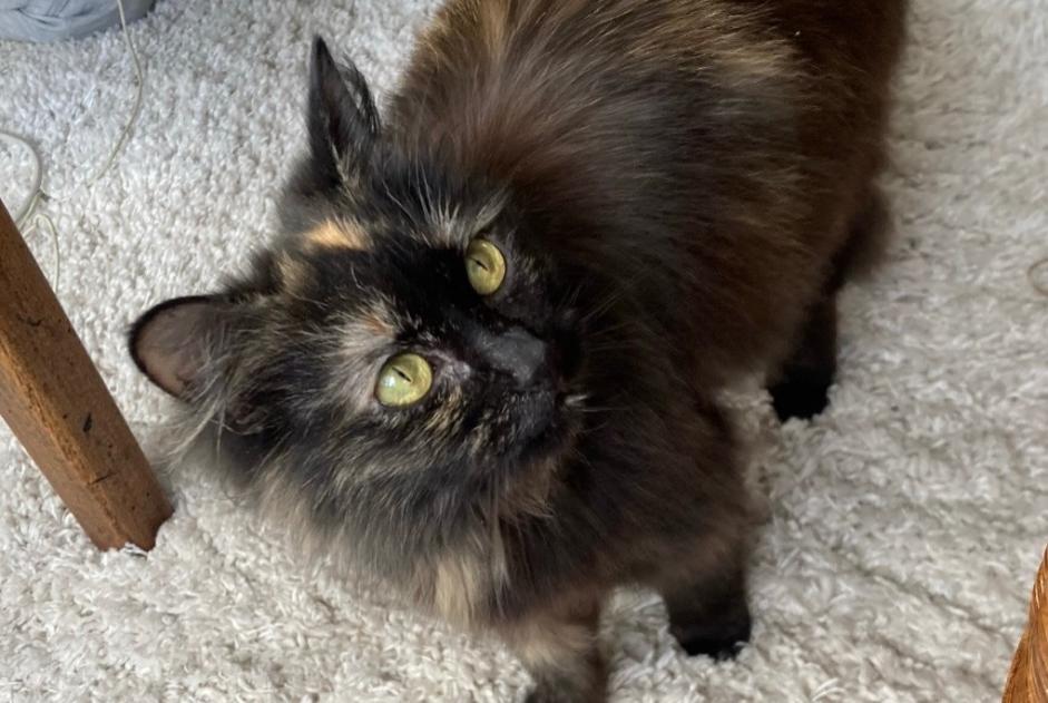 Alerte Disparition Chat Femelle , 4 ans Vitry-sur-Seine France