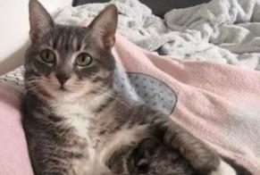 Alerte Disparition Chat  Femelle , 6 ans Andrésy France