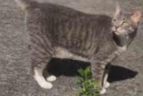 Alerte Disparition Chat  Femelle , 6 ans Andrésy France