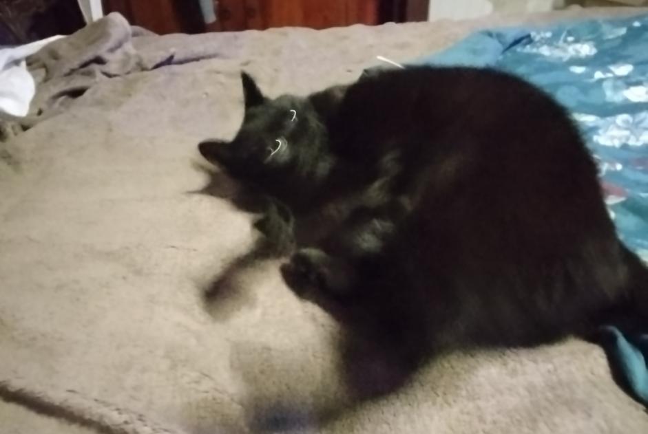 Alerte Découverte Chat Inconnu Xermaménil France