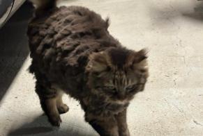 Alerte Disparition Chat  Femelle , 8 ans Ternay France