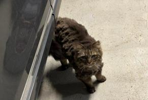 Alerte Disparition Chat  Femelle , 8 ans Ternay France