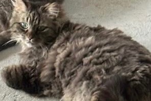 Alerte Disparition Chat  Femelle , 8 ans Ternay France