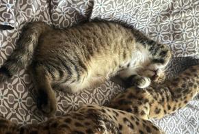Alerte Disparition Chat croisement Femelle , 0 ans Valmondois France