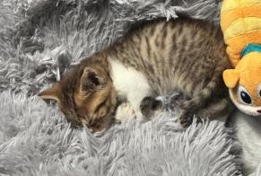 Alerte Disparition Chat croisement Femelle , 0 ans Valmondois France