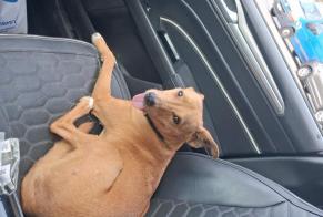Alerte Disparition Chien croisement Femelle , 14 ans Avignon France