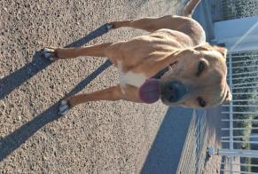 Alerte Disparition Chien croisement Femelle , 14 ans Avignon France