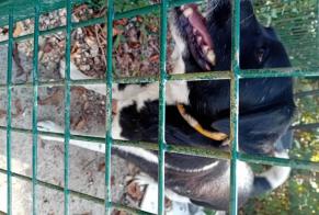 Alerte Découverte Chien Inconnu Bresse Vallons France