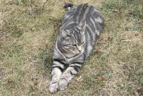 Alerte Disparition Chat  Femelle , 7 ans Caen France