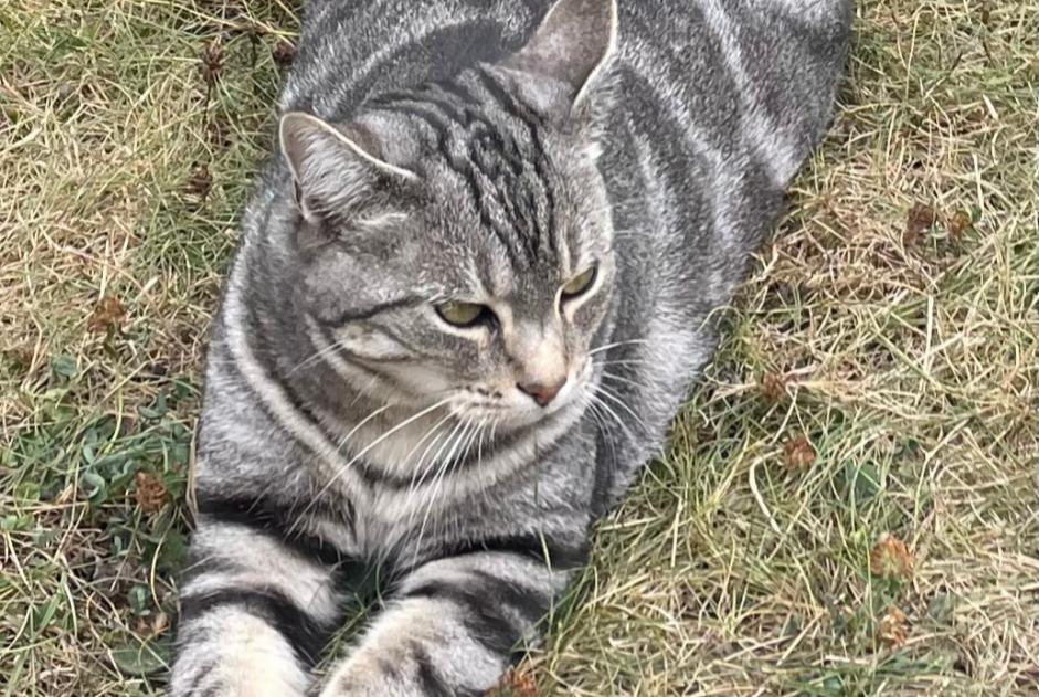 Alerte Disparition Chat  Femelle , 7 ans Caen France