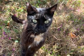 Alerte Découverte Chat Femelle Saint-Aignan France