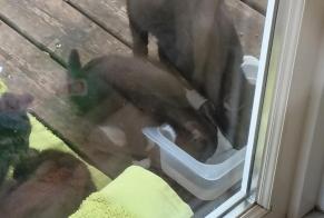 Alerte Découverte Chat Inconnu Meschers-sur-Gironde France