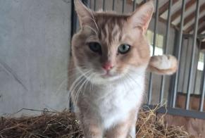 Alerte Disparition Chat croisement Mâle , 11 ans Eringhem France