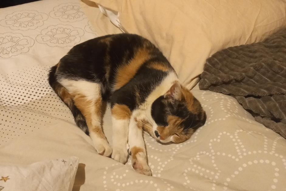Alerte Disparition Chat croisement Femelle , 10 ans Floing France