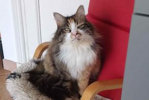 Alerte Disparition Chat croisement Femelle , 6 ans Revel France