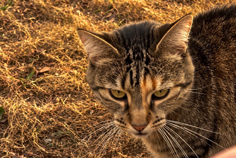 Alerte Découverte Chat Femelle Vérines France