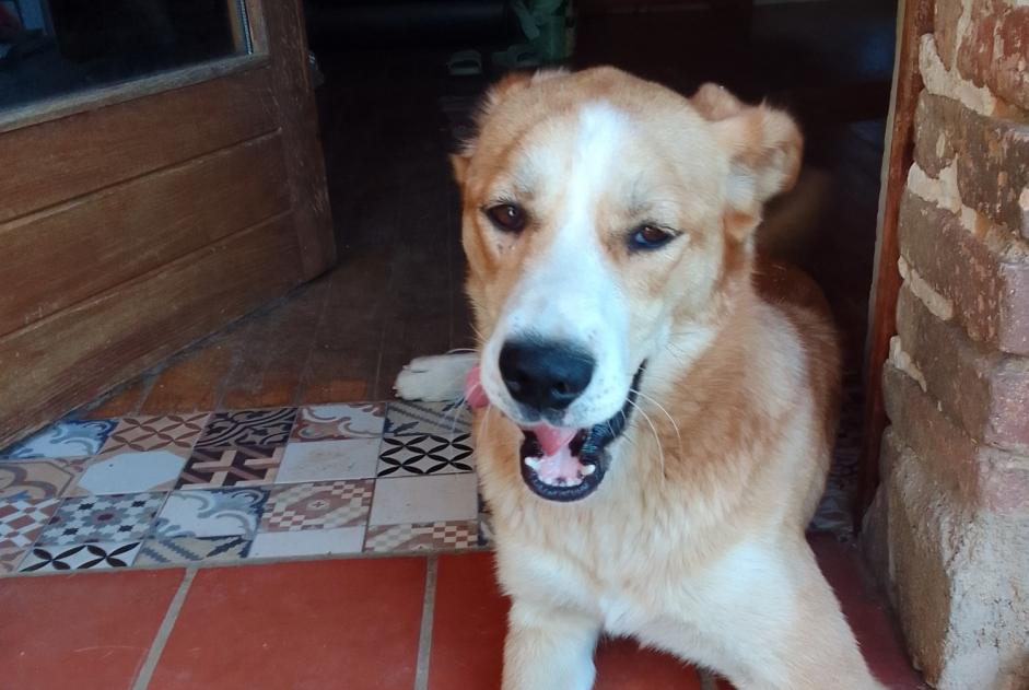 Alerte Découverte Chien Mâle Caixas France