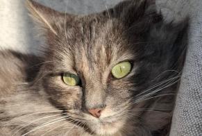 Alerte Disparition Chat Femelle , 3 ans Les Sables-d'Olonne France