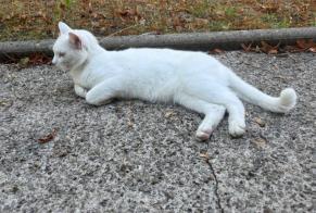 Alerte Découverte Chat  Inconnu Lagord France