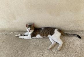 Alerte Disparition Chat Femelle , 6 ans Saint-Junien France