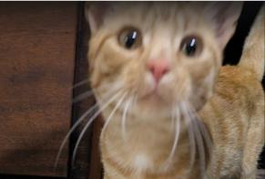 Alerte Découverte Chat Mâle , 2 ans Cappelle-en-Pévèle France