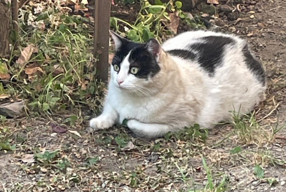 Alerte Disparition Chat Mâle , 3 ans Chenereilles France