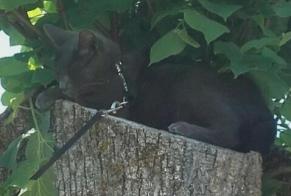 Alerte Disparition Chat Mâle , 2 ans La Chapelle-Bâton France