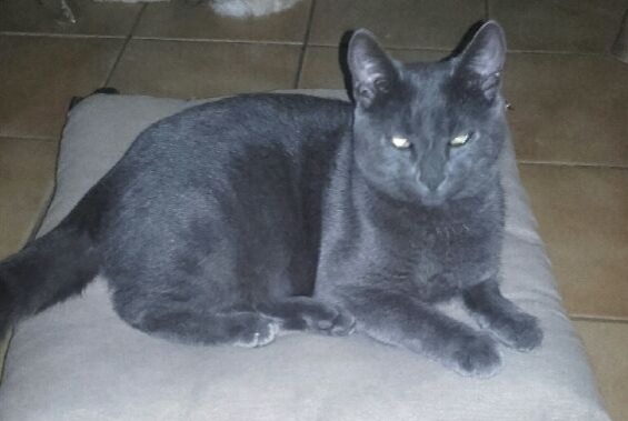 Alerte Disparition Chat Mâle , 2 ans La Chapelle-Bâton France