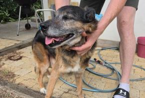 Alerte Découverte Chien croisement Mâle Quimperlé France