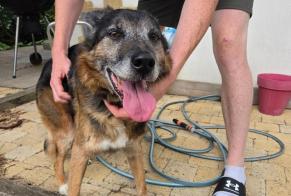 Alerte Découverte Chien croisement Mâle Quimperlé France