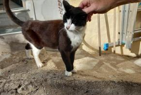 Alerte Découverte Chat Inconnu La Chartre-sur-le-Loir France