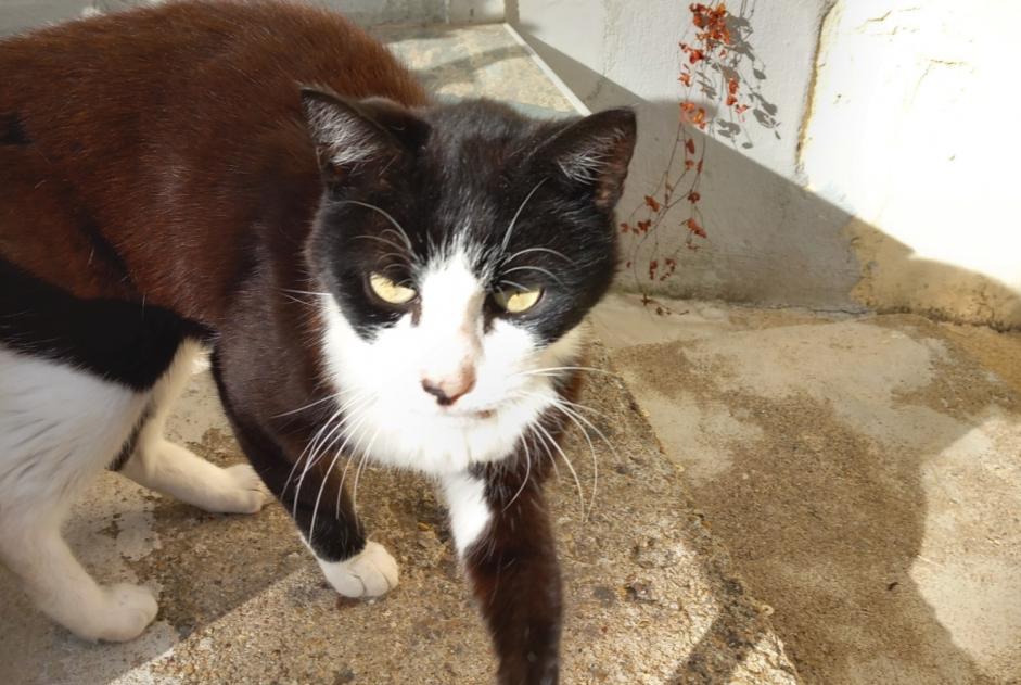 Alerte Découverte Chat Inconnu La Chartre-sur-le-Loir France