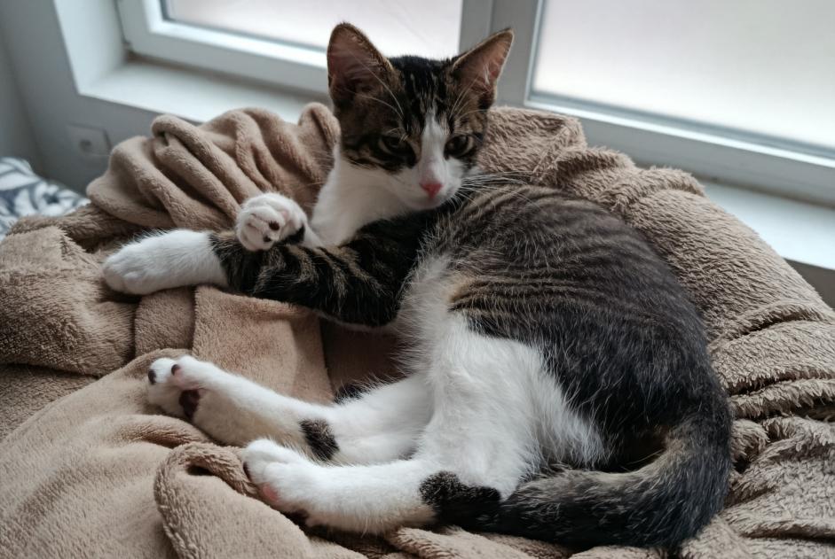 Alerte Découverte Chat  Mâle Dakar France