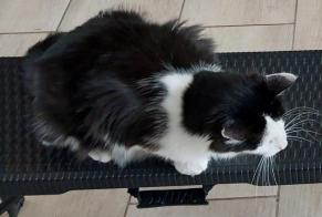 Alerte Disparition Chat  Mâle , 4 ans Maves France