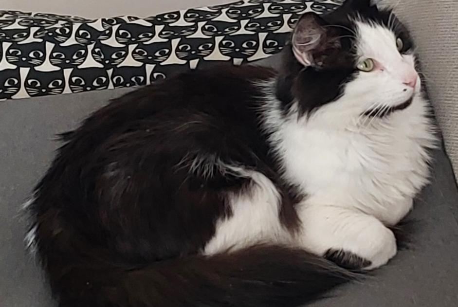 Alerte Disparition Chat  Mâle , 4 ans Maves France