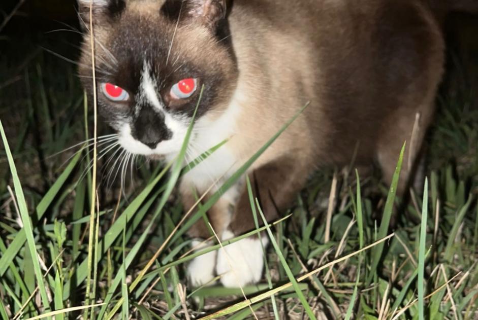 Alerte Découverte Chat Inconnu Saint-Sulpice-sur-Lèze France
