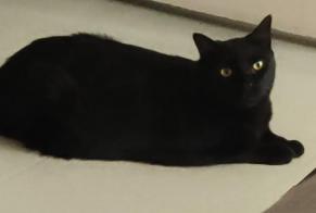 Alerte Disparition Chat Mâle, 3 ans Toulouse France