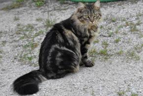 Alerte Disparition Chat  Femelle , 5 ans Novalaise France