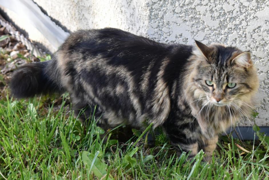 Alerte Disparition Chat  Femelle , 5 ans Novalaise France