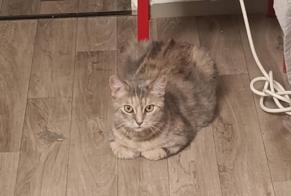 Alerte Disparition Chat Femelle , 7 ans Choisy-au-Bac France