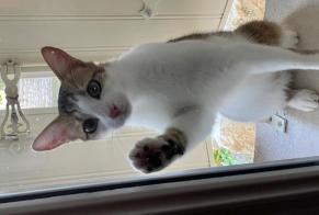 Alerte Disparition Chat Mâle , 1 ans Secondigné-sur-Belle France
