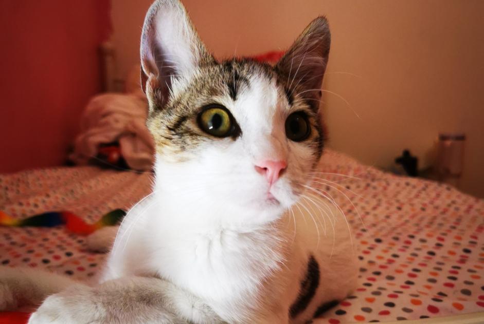 Alerte Découverte Chat Mâle Carros France
